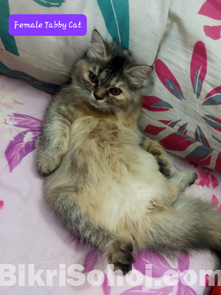 Persian tabby female cat